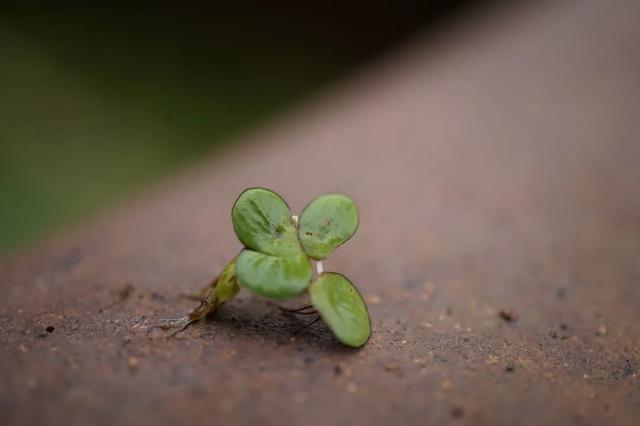 世界上最小的花