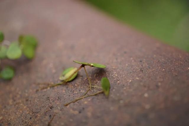 世界上最小的花