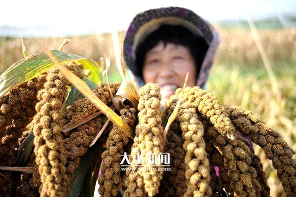 谷子是什么