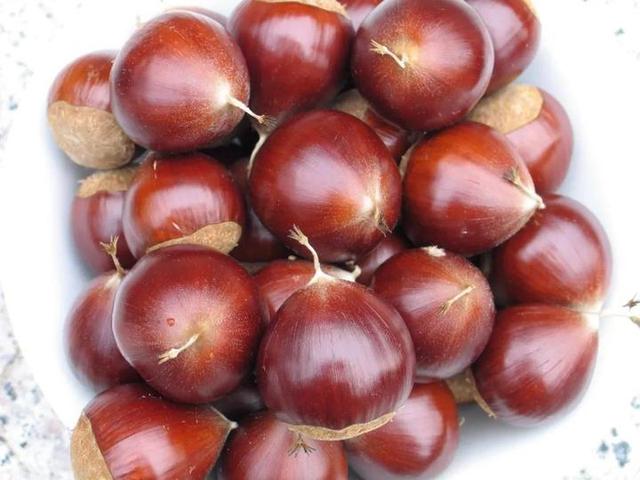 哪的栗子最好吃 什么样的栗子最好吃