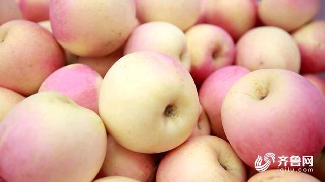 46秒｜聊城阳谷1500亩红富士苹果喜丰收 种植新模式提高果品质