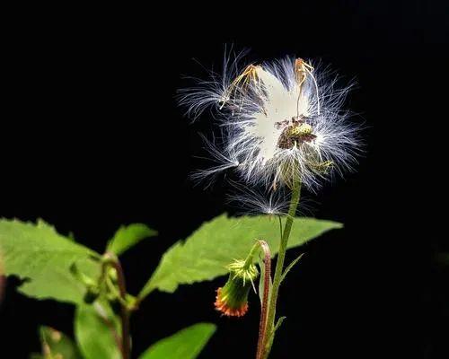 【栖霞山·植物百科】野茼蒿：万水千山革命菜~12