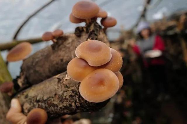 普洱复合型圆锥破碎机