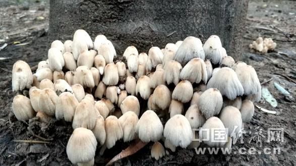 生物素是什么