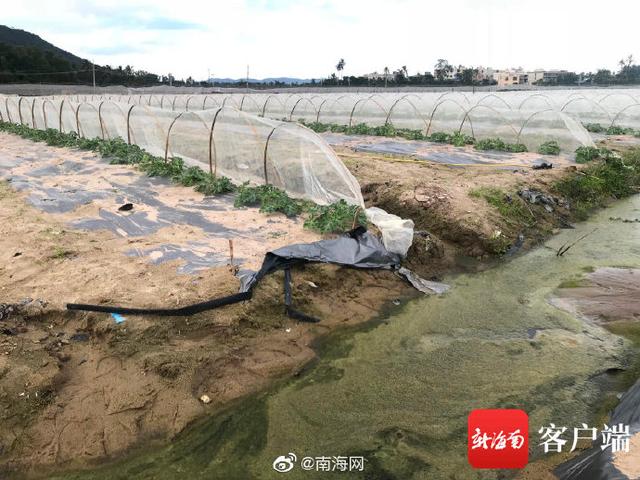 陵水一哈密瓜地喷施除草剂不当 邻田西瓜苗遭了殃1