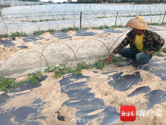 陵水一哈密瓜地喷施除草剂不当 邻田西瓜苗遭了殃2