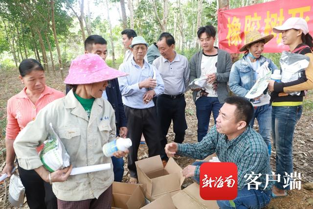 中国热科院研发橡胶树死皮康复技术 恢复率高达50%2