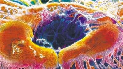 探索生命 惠益健康-2020年世界科技发展回顾·生物技术-第3张图片-9158手机教程网