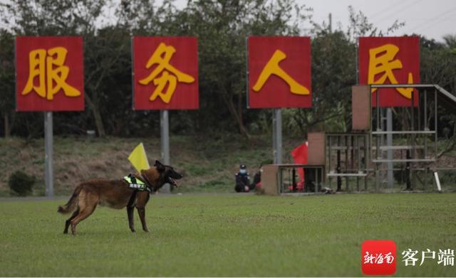 警犬图片