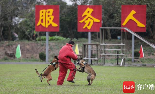 警犬图片