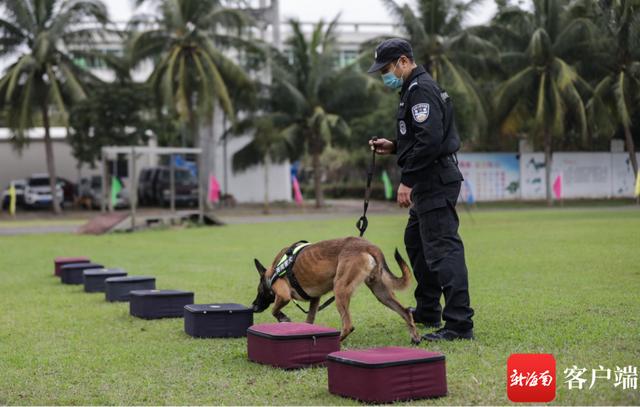 警犬图片