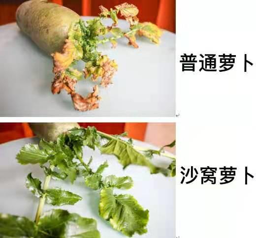 天津沙窝萝卜