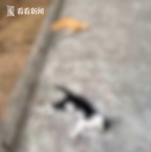 什么能毒死猫