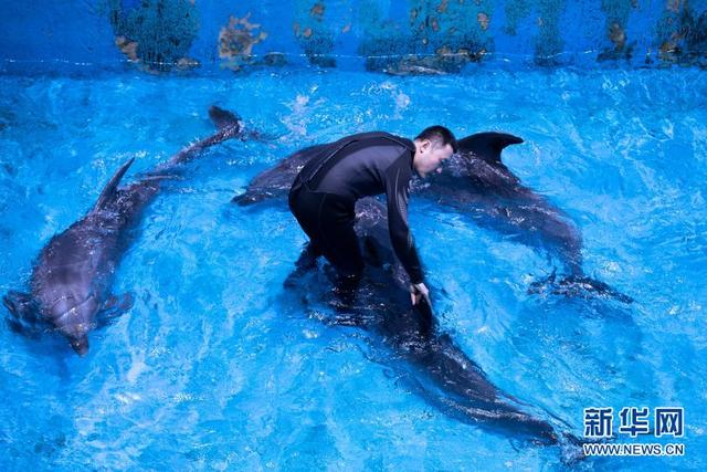 哈尔滨有海豚吗「哈尔滨安置办搬哪去了」
