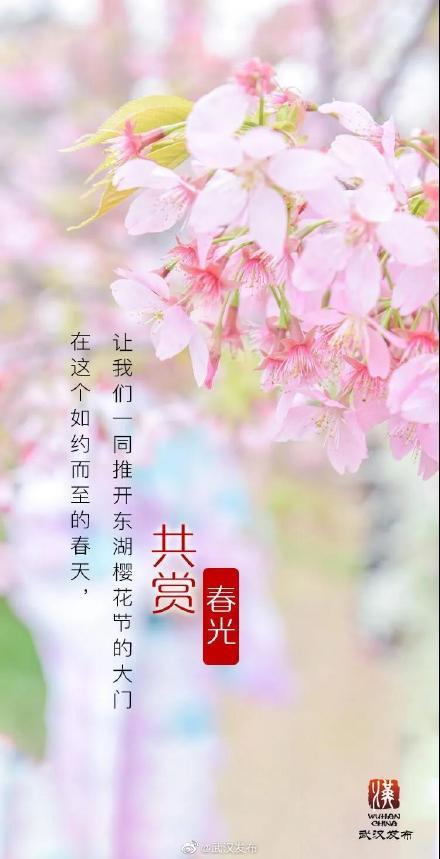 武汉东湖樱花节启幕，一起来夜赏樱花