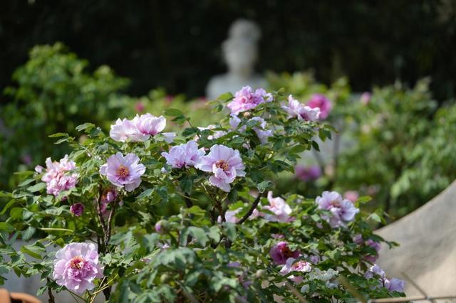 北京植物园