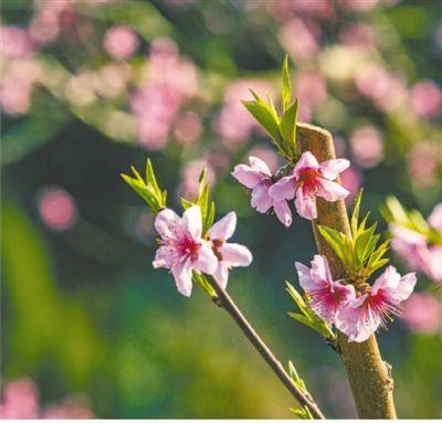 迎春花开放阅读「迎春花开苏炳添」