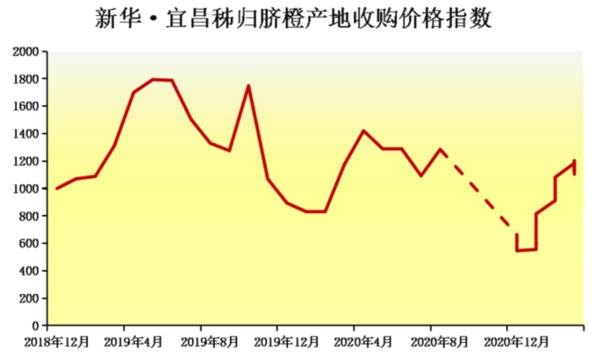 春季鲜橙伦晚大量供应市场 预计后市价格将震荡上行1