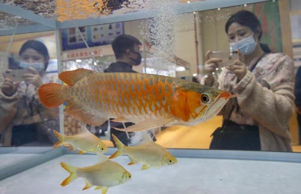 郑州水族工程 郑州水族工程（郑州水族馆） 动物