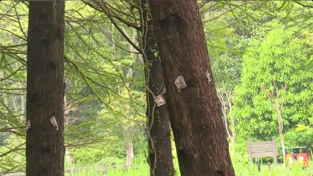 西湖景区“以虫治虫”，这个小家伙别看它小，用处很大