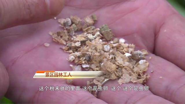 西湖景区“以虫治虫”，这个小家伙别看它小，用处很大1