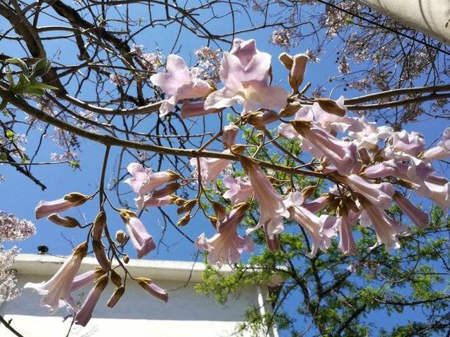 梧桐花 梧桐花（梧桐花落） 生活