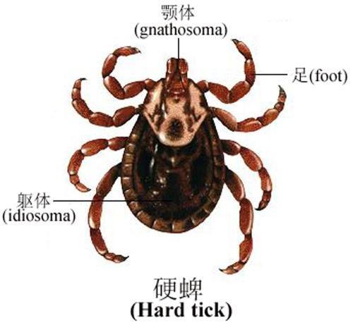 牛虱