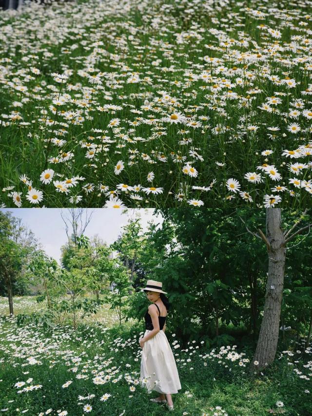 雏菊花海图片