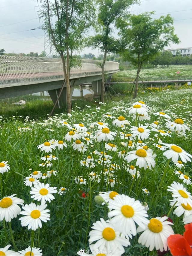 雏菊花海图片