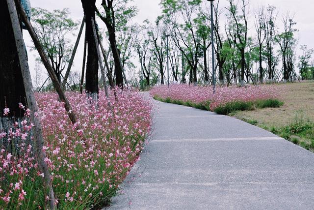 雏菊花海图片