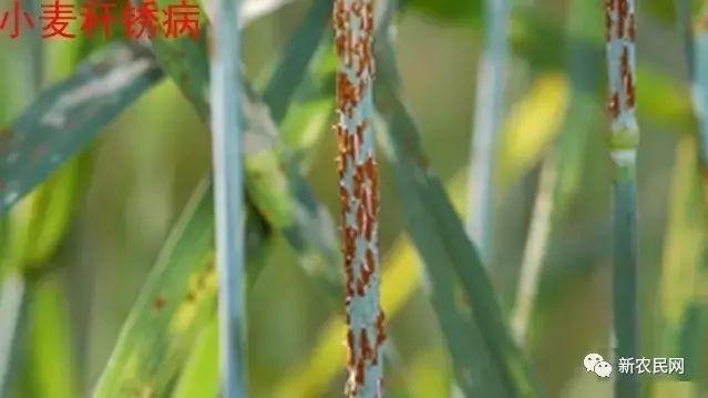 小麦不同发病期锈病防治用药推荐5