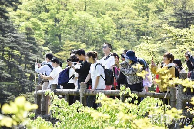 假期黄山旅游复苏强劲，人人都来打卡迎客松，千年古树从国宝变国潮