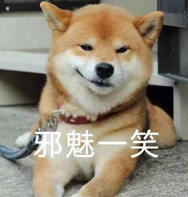 上海宠物用品