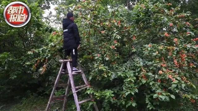 11岁男孩面部烧伤戴奥特曼面具卖樱桃泪目11岁的奥特曼路边卖樱桃全网