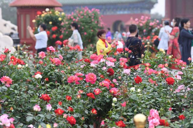 北京的市花是什么