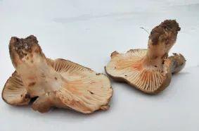 湘潭洗砂脱水一体机
