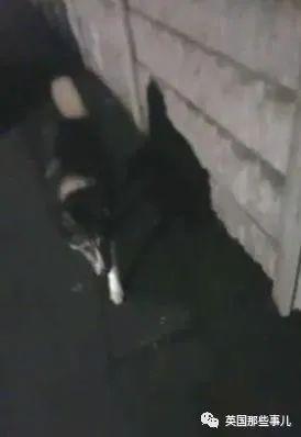 我和大狗整整做了几天 我和大狗整整做了几天