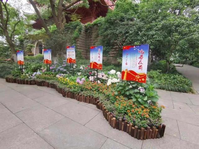 八仙花