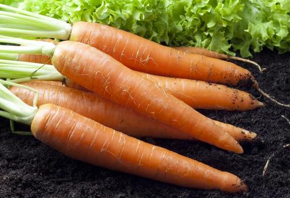 “冬月掘根，生熟皆可啖”这种大众果蔬是养生保健佳品