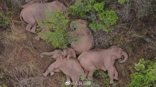 大象睡觉 大象睡觉（梦见抱着大象睡觉） 生活