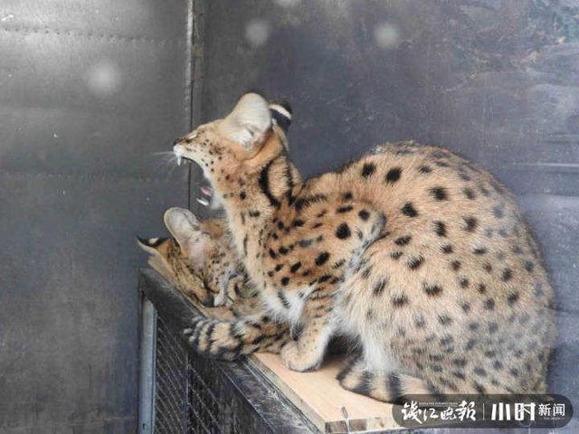 大象睡觉