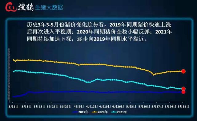 生猪价格连降6周养一头猪亏四五百