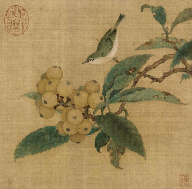 枇杷季节 枇杷季节