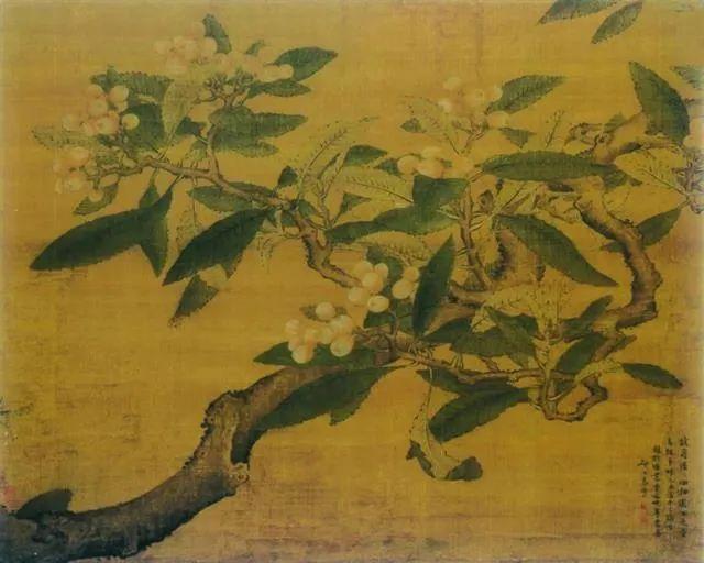 枇杷季节 枇杷季节