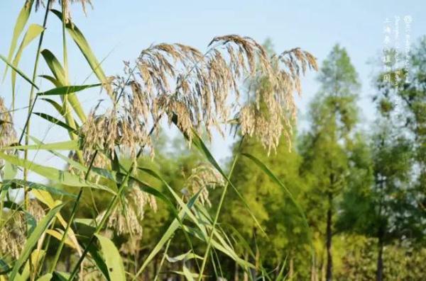 粽叶是什么植物的叶子