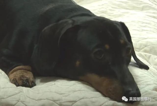世界上最忧伤的狗 世界上最忧伤的狗