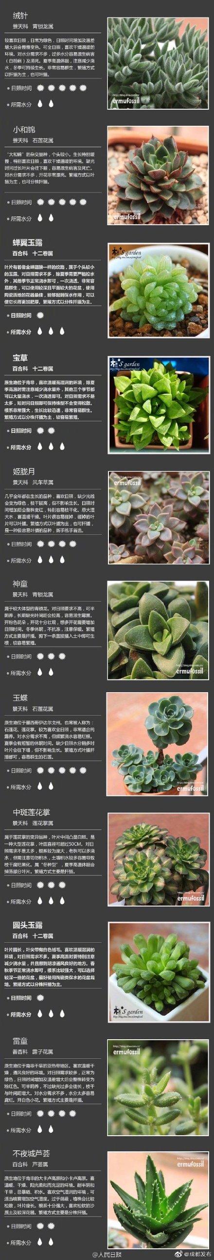 肉肉植物 肉肉植物（多肉植物种类） 生活