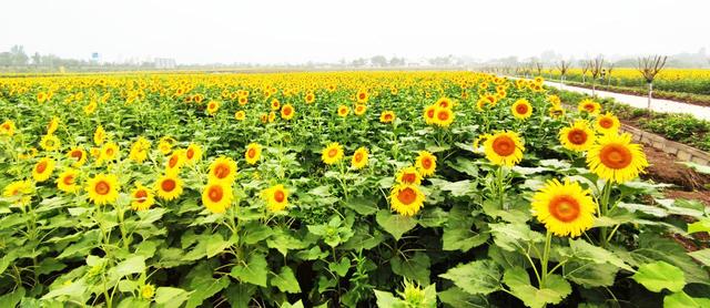 向日葵花期 向日葵花期（向日葵花期是什么时候） 生活