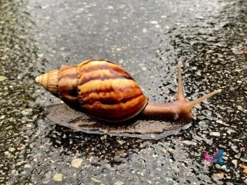 紧急提醒！雨后看到这种动物千万别碰！很危险……3