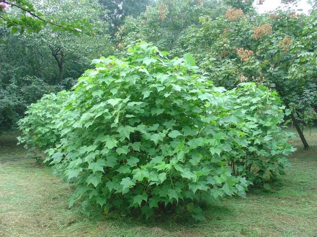 木芙蓉花